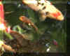 Baby Butterfly koi