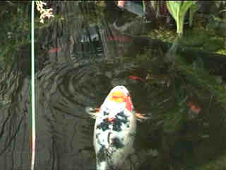 A fat white koi