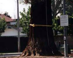 Probably the oldest living thing in Tustin, CA